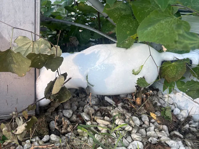 Thick ice built up on an air conditioner's refrigerant line beside a home